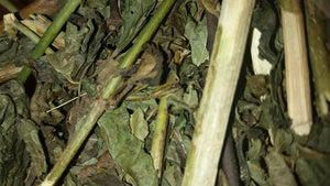 Wild Jamaican "Jack in the bush" (Eupatorium Odoratum) 4OZ