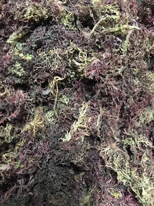 Purple Sea Moss 1/2 Pound