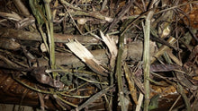 Load image into Gallery viewer, Wild Jamaican Dandelion (Taraxacum officinale) 4OZ